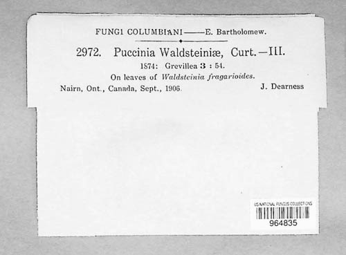 Puccinia waldsteiniae image